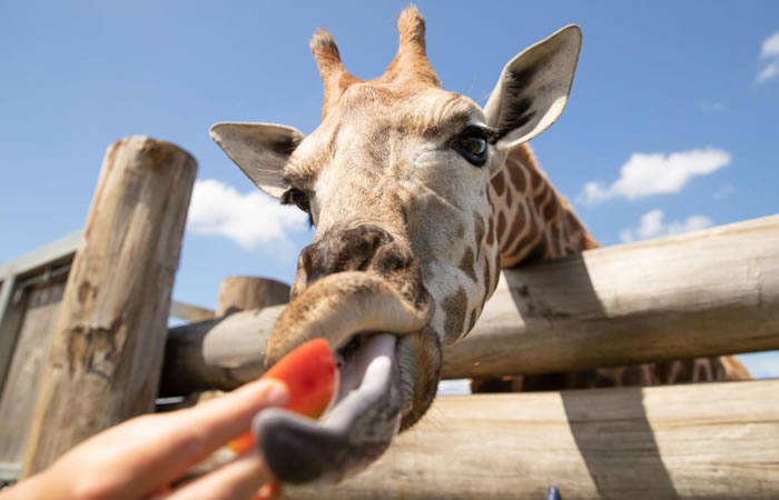 Zoos, Farms & Animal Experiences