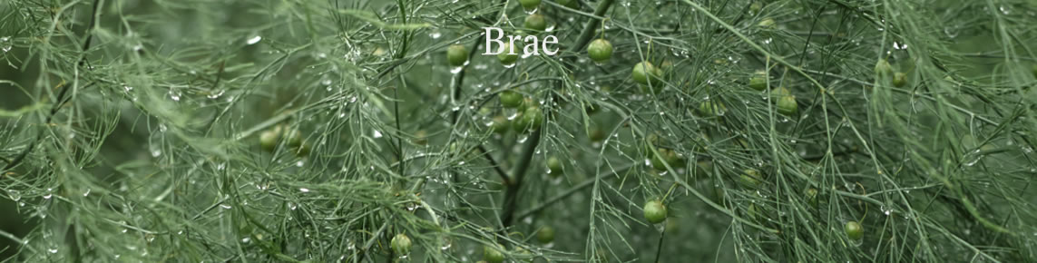 Brae | Birregurra