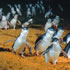 Phillip Island: Penguins, Koalas & Kangaroos Tour - NA April 2024