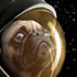 Puggs In Space
